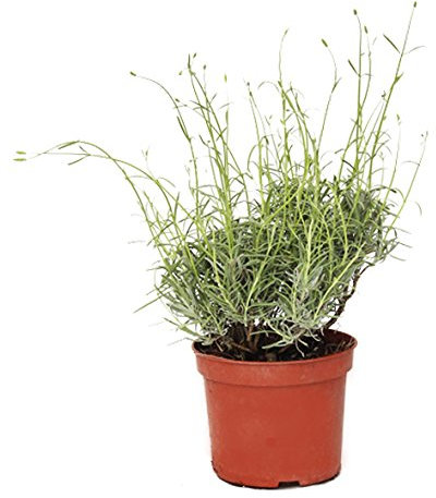 Outlet Garden - Lavanda - Lavandula. Planta Aromática, Altura: 30 Centimetros Aproximado, Contenedor: 14 Cm. Envios Solo Peninsula