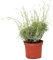 Outlet Garden - Lavanda - Lavandula. Planta Aromática, Altura: 30 Centimetros Aproximado, Contenedor: 14 Cm. Envios Solo Peninsula