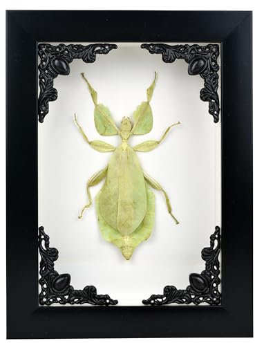 TAXIBUGS Insecte des Feuilles/Phylliidae/Phyllies (PHYLLIUM GIGANTEUM) - Véritable taxidermie sous Verre montée dans Un élégant Cadre en Bois 3D Fait Main