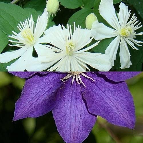 2 x Clematis Kletterpflanzen: Clematis Summer Snow & Clematis The President - Weiß und Blau, Mehrjährig & Winterhart | 2 x 1,5 Liter Töpfe