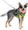 PetSafe Easysport Hundegeschirr, Größe M, Apfel