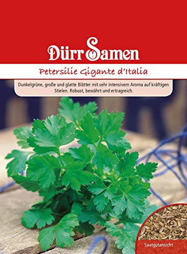 Petersilie Samen Gigante d Italia Petersiliesamen ca 1500 Korn Küchenkräuter Kräutersamen Saatgut Balkon Garten Hochbeet Kübel Dürr Samen