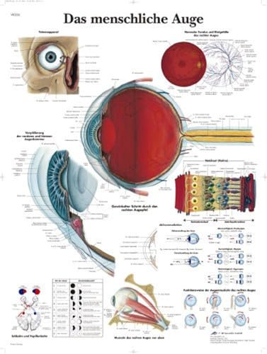 3B Scientific Lehrtafel laminiert - Das menschliche Auge, VR0226L