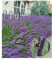 BALDUR Garten Lavendel 'Phenomenal®' Duftlavendel, 3 Pflanzen, echter Lavendel, Lavandula, Blüten essbar, winterharte Staude, trockenresistent, mehrjährig, bienenfreundlich, schmetterlingsfreundlich