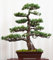 Seedeo Bonsai Anzuchtset Mädchenkiefer (Pinus parviflora)