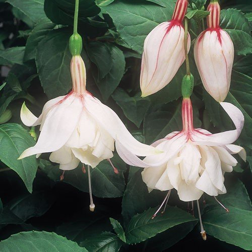 Pack x6 Trailing Fuchsia 'Happy Wedding Day' Summer Garden Plug Plants