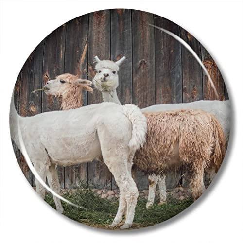 Bolivian Alpaka Lama Pacos Magnet Kühlschrank Aufkleber 2,28 Zoll