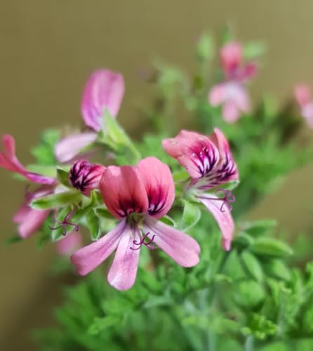 Pelargonium blandfordianum 'Roseum Clifford' / Géranium au parfum d'Absinthe/Godet
