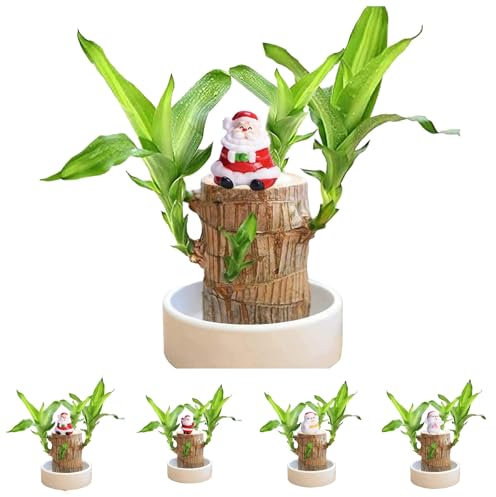 Brasilianisches GlüCksholz Brasilianisches Holz Pflanze Mini Glücksholz Brasilianische Holzpflanze mit Weihnachtsmann- und Schneemann-Statue Desktop Pflanze Brazilian Wood Plant Pflanzenstumpf