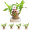 Brasilianisches GlüCksholz Brasilianisches Holz Pflanze Mini Glücksholz Brasilianische Holzpflanze mit Weihnachtsmann- und Schneemann-Statue Desktop Pflanze Brazilian Wood Plant Pflanzenstumpf