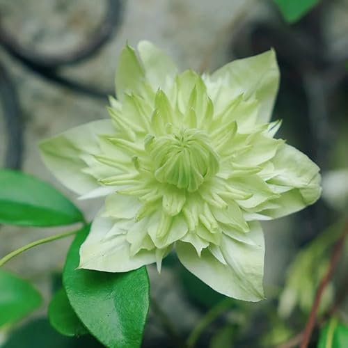 Semillas de Clematis Perenne Resistente, plantas perennes plantas perennes resistentes Clemátide florida, Plantas trepadoras resistentes y de crecimiento rápido. Plantas de jardín 180pcs