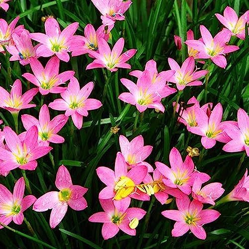 50 Pz/borsa Semi da giardino Perenne 6 petali Fiore in vaso Semi di giglio di pioggia Fiore Albero da frutto Semi di ortaggi Seme