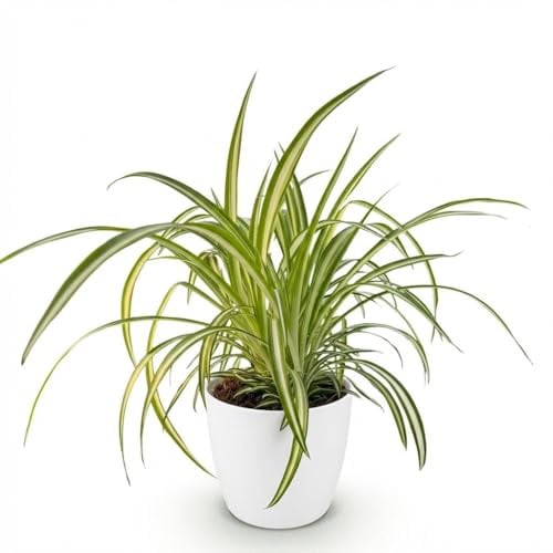 Green boutiQ - Plante d'intérieur - Chlorophytum comosum Variegatum - Plante Araignée Panachée - Plante Amie des Animaux - Verte - 1 Plante - avec Potter Blanc - Pot 12cm - Hauteur 20cm