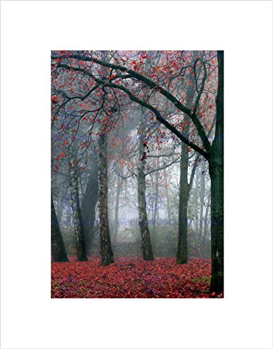 Wee Blue Coo Nature Forest Tree Autumn Fall Beautiful Red Wall Art Print
