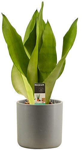 1 x Sansevieria Moonshine - Pianta Serpente | Pianta Perfetta per la Casa o l'Ufficio