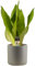 1 x Sansevieria Moonshine - Schlangenpflanze | Perfekt für Zuhause oder das Büro, getopfte Pflanze