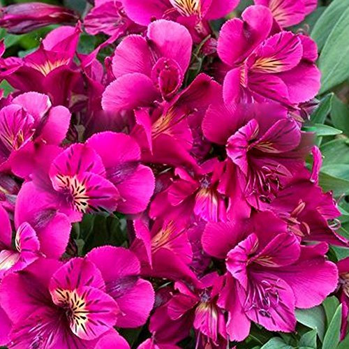 Alstroemeria Colorita 'Louise' Purple Peruvian Lily Herbaceous Plant | 9cm Pot
