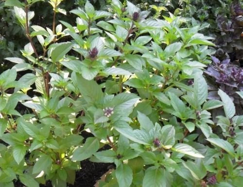 Zimt-Basilikum 100 Samen Frische Heirloom kulinarischen Duft Herb Pflanze Pesto Spicy