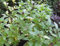 Zimt-Basilikum 100 Samen Frische Heirloom kulinarischen Duft Herb Pflanze Pesto Spicy