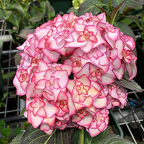 Oce180anYLVUK Hortensiensamen, 1 Beutel Hortensiensamen Seltene Kleine Kugelförmige Blumensamen Riesige Schneebälle Für Den Garten Rosa Hortensie