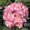 Oce180anYLVUK Hortensiensamen, 1 Beutel Hortensiensamen Seltene Kleine Kugelförmige Blumensamen Riesige Schneebälle Für Den Garten Rosa Hortensie