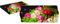 EASY LIFE Kuchenteller aus Porzellan 35 x 15 cm