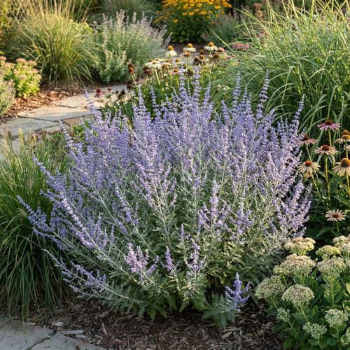 Bloomique - 2er - Set - Perovskia Atriplicifolia Prime Time - Russischer Salbei - Gartenpflanzen - Winterhart - Höhe 30-50 cm - Topf 19 cm