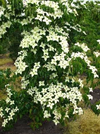 Blumenhartriegel Cornus kousa China Girl 60-80 cm hoch im 5 Liter Pflanzcontainer