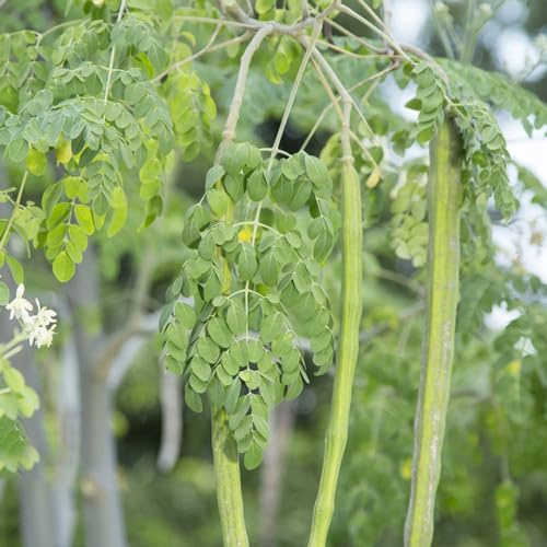 moringa - en macetas sostenibles semillas de moringa de balcón primavera ornamentales lugares soleados, jardín resistentes verdes 55semillas