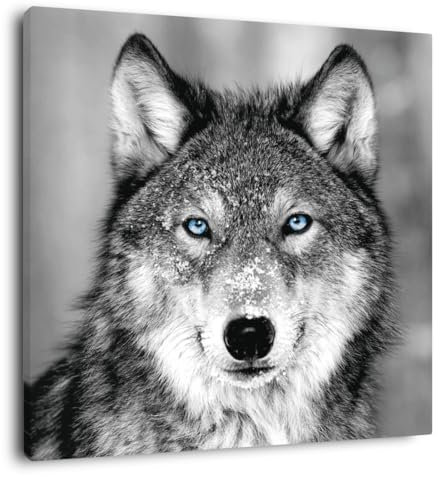 Ceanothe Tableau sur Toile Loup aux Yeux Bleus 45x45 cm Décoration Murale Art Décoratif Muraux Peinture Imprimée en HD Salon Chambre Bureau Bois de Forêt FSC Fabriqué en France