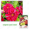 35 Samen/Pack, Dahlie pinnata Samen, Mini Dahlie, Balkon Topf Dahlie Blumensamen