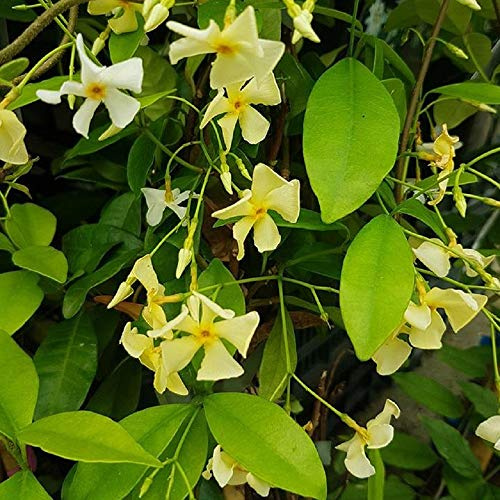Star of Toscane - Jasmin étoilé (feuillage persistant et robuste/fleurs jaunes) | ClematisOnline : 60 cm de haut vendu et cultivé dans des pots de 1,5 litre