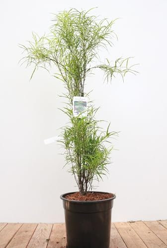 Frangula alnus 'Fine Line' 60-80 cm – Winterhart, Mehrjährig, Pflegeleicht – Farnblättriger Faulbaum – Heckenpflanze für Garten & Sichtschutz