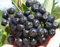 Aroniabeeren 2 Sorten set Aron+Nero, Apfelbeere,2 Aronia Pflanzen