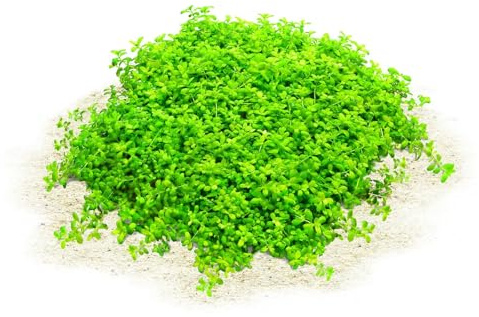 Aquasabi - Hemianthus callitrichoides Cuba - Kuba-Perlkraut - Topf - 5 cm - Bodendecker Wasserpflanze für Aquarium - Topf Aquarienpflanze - Aquascaping