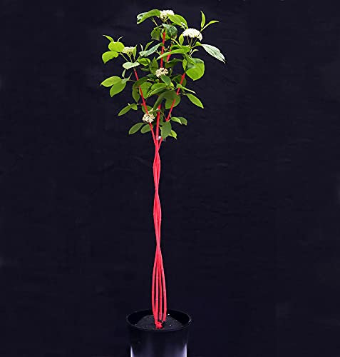 Fanbäumchen® FLAMINGO, Pinker Eyecatcher für den Garten oder Kübel, Pflanze, Handmade, Stämmchen, ganzjährig pflanzbar & winterhart, ca. 50-60 cm hoch im 4-Liter Containertopf