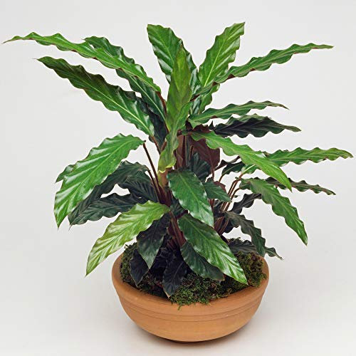 1 x Calathea Elger Grass Plante d'Intérieur Purificatrice d'Air 30-40cm en Pot