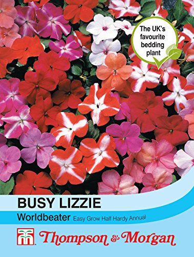 Thompson & Morgan - Busy Lizzie Worldbeater - 30 Seeds