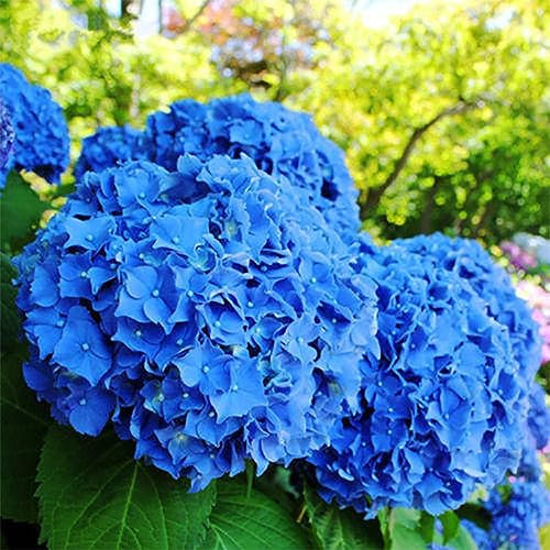 50 Unids Semillas de Flores de Hortensia Azul Jardín Plantas de Jardín Bonsai Semillas Raras en Maceta para Plantar Jardín Azul
