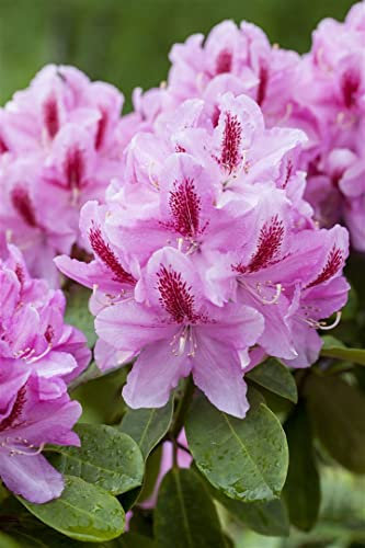 Rhododendron Hybr. 'Furnivall's Daughter' 60-70 cm - Rhododendron, rosa Blüten mit rotem Auge, Blütezeit Mai-Juni, ideal für Halbschatten, winterhart
