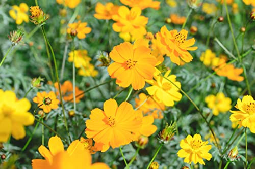 500 Samen gelbes Schmuckkörbchen Cosmos sulphureus Garten Wild Blumen Samen