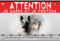Pancarte métal Attention au chien malinois noir