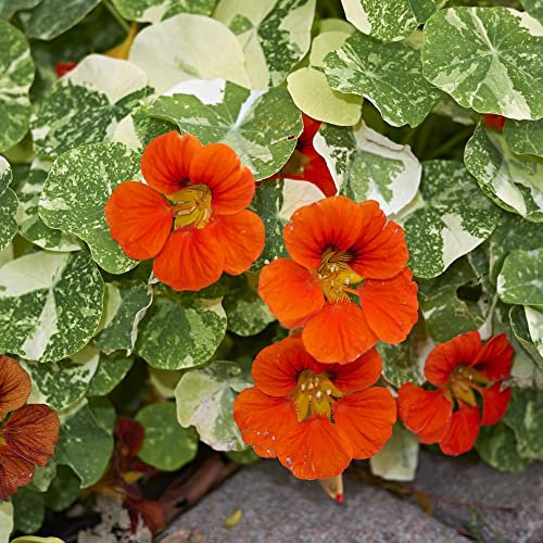 Nasturtium majus 'Orange Troika' Indian Cress Trailing Half-Hardy Annual Orange Blooms Marbled Foliage Easy to Grow Your Own Garden Flowers 1x Packet (Approx. 30 Seeds) by Thompson and Morgan