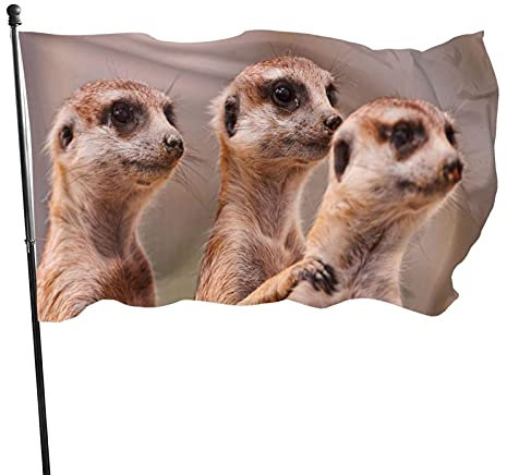 Schöne Flagge mit Messingösen für Außendekoration, Tier DREI braune Erdmännchen Hofflaggen strapazierfähiges Polyester 3x5 Ft