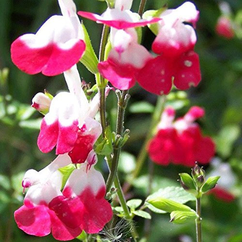 Salvia 'Hot Lips' 15cm Pot Size