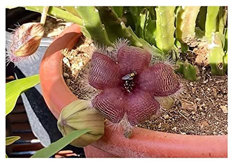 Pcs - 3x Stapelia Leendertziae Cactus Jardin Plantes - Graines B2272 - Seeds & Plants Shop by Ipsa
