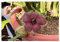 Pcs - 3x Stapelia Leendertziae Cactus Jardin Plantes - Graines B2272 - Seeds & Plants Shop by Ipsa