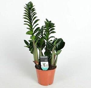 Zamioculcas ZENZI ZZ Plant Rare Dwarf Variety Indoor houseplant in 13cm Pot