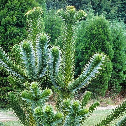 100 piezas semillas de araucaria, Plantas resistentes para el jardín, plantas en maceta resistentes, araucaria araucana, pequeño regalo para mujeres, plantas de jardín resistentes