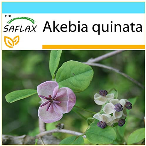 SAFLAX - Gift Set - Chocolate Vine - 10 Seeds - Akebia quinata
